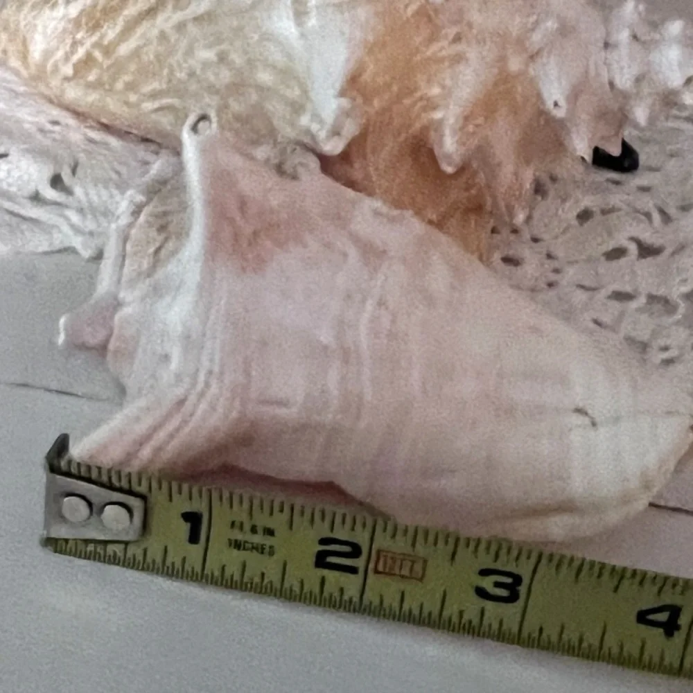 Large portion White Conch Shell - Picture 2 of 10